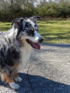 Rowdy Cullen Park January 2019