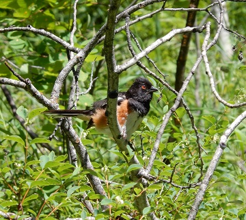 Black Headed Towhee on Sipes Trail July 2019 by Sharon @ Ms P Designs USA