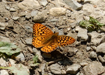 Great Spangled Fritillary July 2019 by Sharon @ Ms P Designs USA