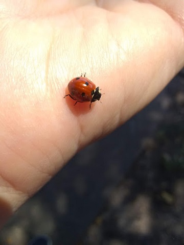 Ladybird beetle Bear Creek Park Houston by Sharon @ Ms P Designs USA