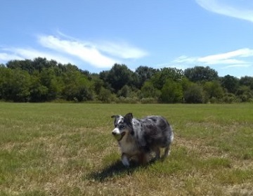 Rowdy Bear Creek Park Houston by Sharon @ Ms P Designs USA
