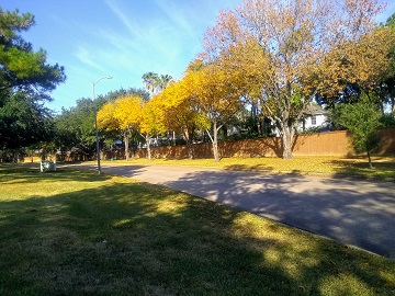 Autumn Street View by Sharon @ Ms P Designs USA