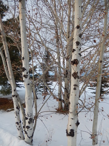 Paper Birch Trees by Sharon @ Ms P Designs USA