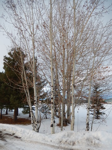 Paper WPaper White Birch Trees by Sharon @ Ms P Designs USA