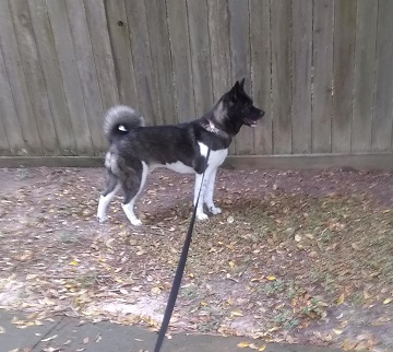 Sweet Little Grand-dogger by Sharon @ Ms P Designs USA