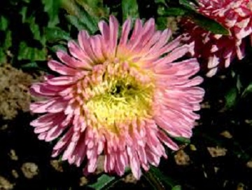 Double Aster flower