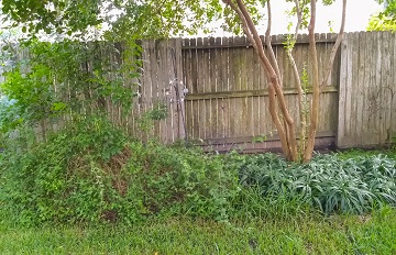 Back Fence by Sharon @ Ms P Designs USA