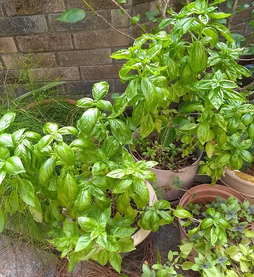 Basil by Sharon @ Ms P Designs USA