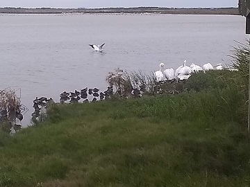 Port Aransas Pelicans November 2022