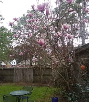 Magnolia tree Spring 2023 by Sharon @ Ms P Designs USA