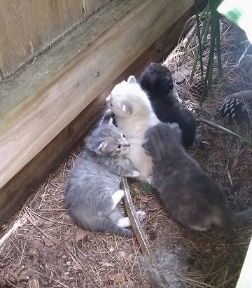 Kittens June 6 by Sharon @ Ms P Designs USA