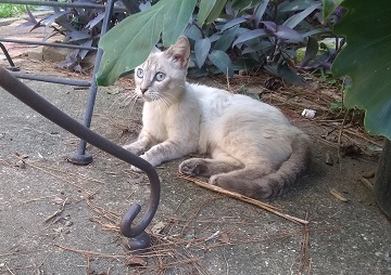 Mama cat by Sharon @ Ms P Designs USA