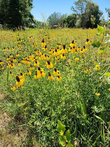 Coneflowers Story Mill Park by Sharon @ Ms P Designs USA