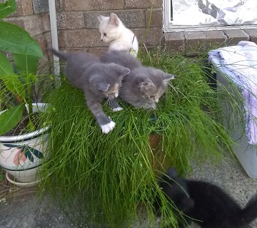 Kitten plant in full bloom by Sharon @ Ms P Designs USA