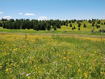 Painted Hills Trail by Sharon @ Ms P Designs USA