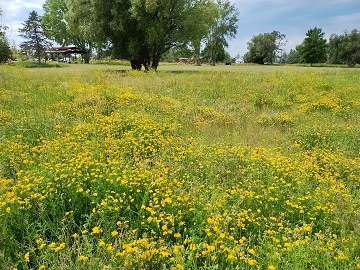 Story Mill Park by Sharon @ Ms P Designs USA