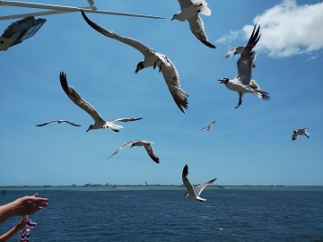 Seagulls at Bolivar Ferry by Sharon @ Ms P Designs USA