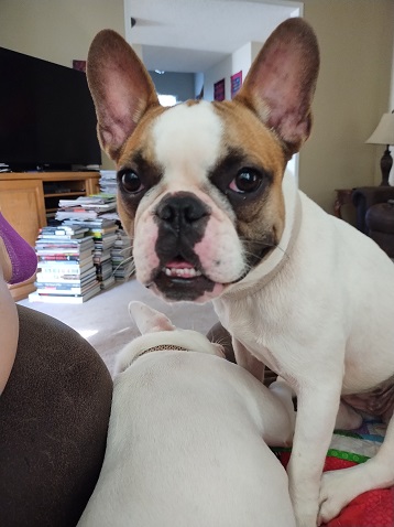 Astrid by Sharon @ Ms P Designs USA