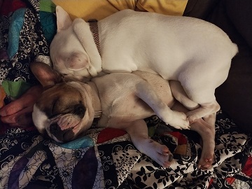 Beastie besties by Sharon @ Ms P Designs USA