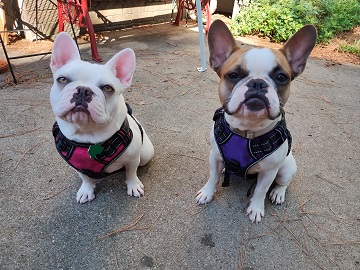Frenchie fashionistas by Sharon @ Ms P Designs USA