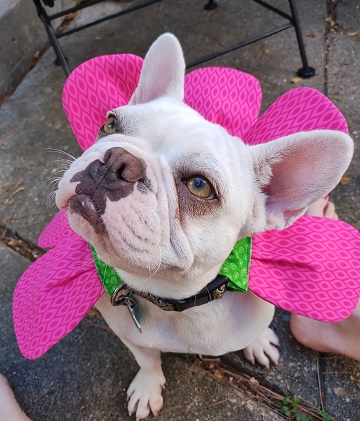 Freya Halloween 2023 by Sharon @ Ms P Designs USA