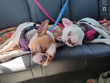 Road trip to solar eclipse October 2023 by Sharon @ Ms P Designs USA