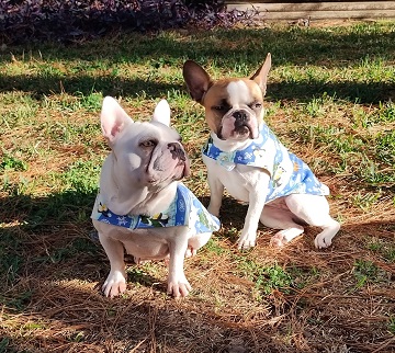 Puppy Pajamas by Sharon @ Ms P Designs USAPuppy Pajamas by Sharon @ Ms P Designs USA