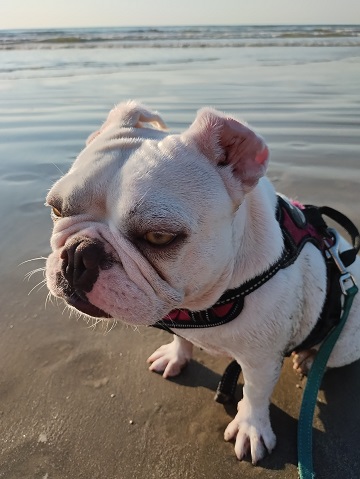 I want to chase the seagulls Freya by Sharon @ Ms P Designs USA