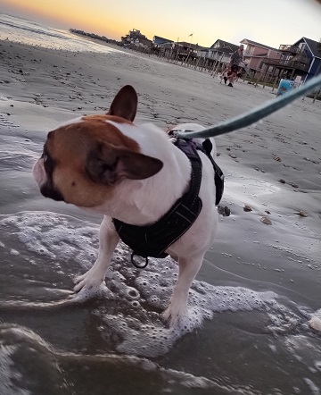 No photos please Astrid by Sharon @ Ms P Designs USA