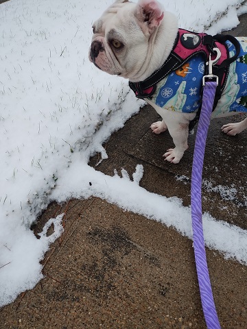 freya-snow-day-by-sharon-40-ms-p-designs-usa