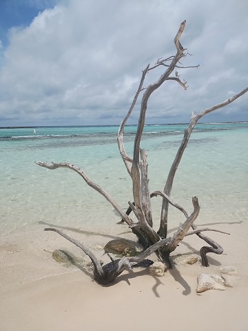 baby-beach-aruba-by-sharon-40-ms-p-designs-usa