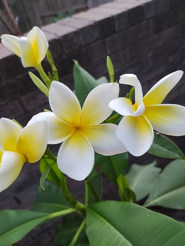 plumeria-blossoms-by-sharon-40-ms-p-designs-usa