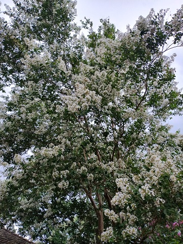 crepe-myrtle-in-bloom-by-sharon-40-ms-p-designs-usa