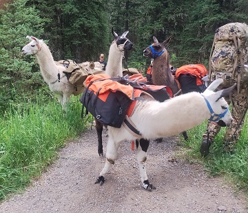 grotto-falls-trail-Llamas-July-2025 by Sharon @ Ms P Designs USA