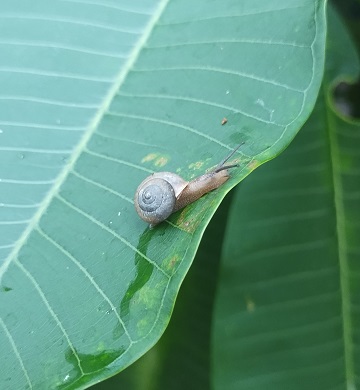 garden-snail-by-sharon-40-ms-p-designs-usa.