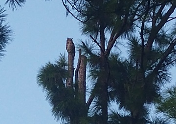 great-horned-owl-august-12-by-sharon-40-ms-p-designs-usa