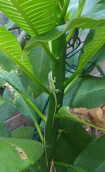 green-anole-by-sharon-40-ms-p-designs-usa