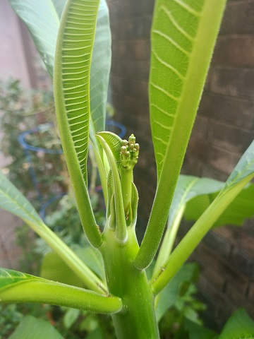 plumeria-by-sharon-40-ms-p-designs-usa