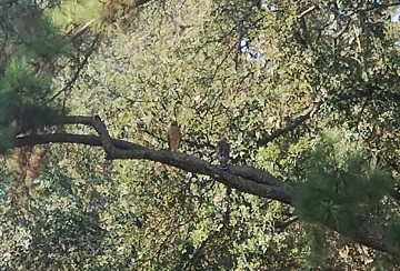 red-shouldered-hawks-aug-24-by-sharon-40-ms-p-designs-usa