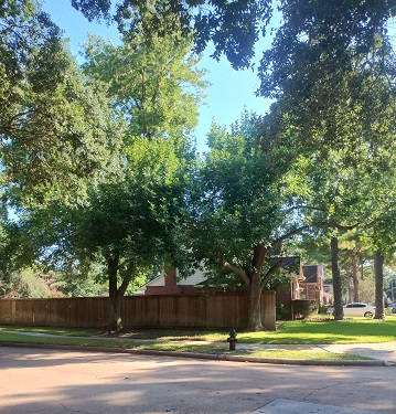 summer-trees-by-ms-p-designs-usa