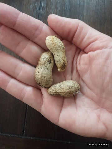 peanut-crop-by-sharon-40-ms-p-designs-usa