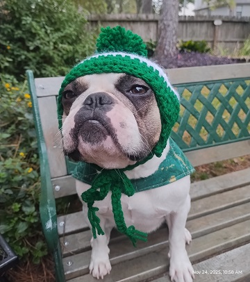 astrid-christmas-hat-2025 by Sharon @ Ms P DEsigns USA