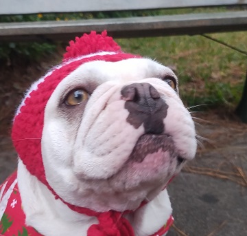 freya-christmas-hat by Sharon @ Ms P Designs USA