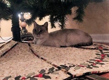 katniss-and-her-tree-by-sharon-40-ms-p-designs-usa