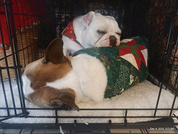 pup-cuddles-by-sharon-40-ms-p-designs-usa