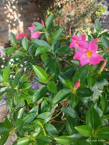 mandevilla-by-sharon-40-ms-p-designs-usa