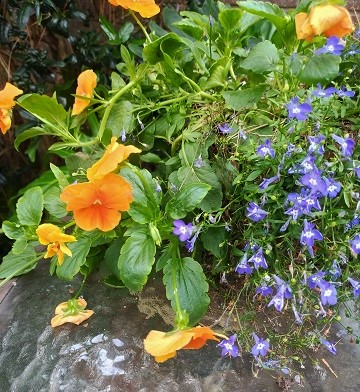 may-flowers-by-sharon-40-ms-p-designs-usa