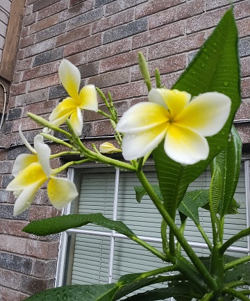 plumeria-2-may-2026-by-sharon-40-ms-p-designs-usa