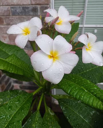 plumeria-may-2026-by-sharon-40-ms-p-designs-usa