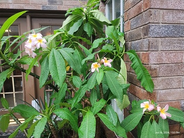 plumeria-june-2026-by-sharon-40-ms-p-designs-usa